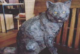 はしもとみお作品展 「机の上の犬と猫」