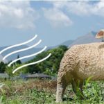 どうぶつゆうびん局へようこそ！  はしもとみおの木彫の世界