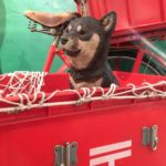 どうぶつゆうびん局へようこそ！  はしもとみおの木彫の世界