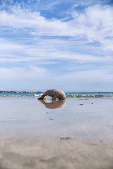 はしもとみお彫刻展  海からはじまるいきものたち