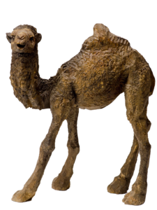 ラクダのこども