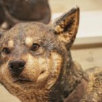 いきもの達のかくれんぼ